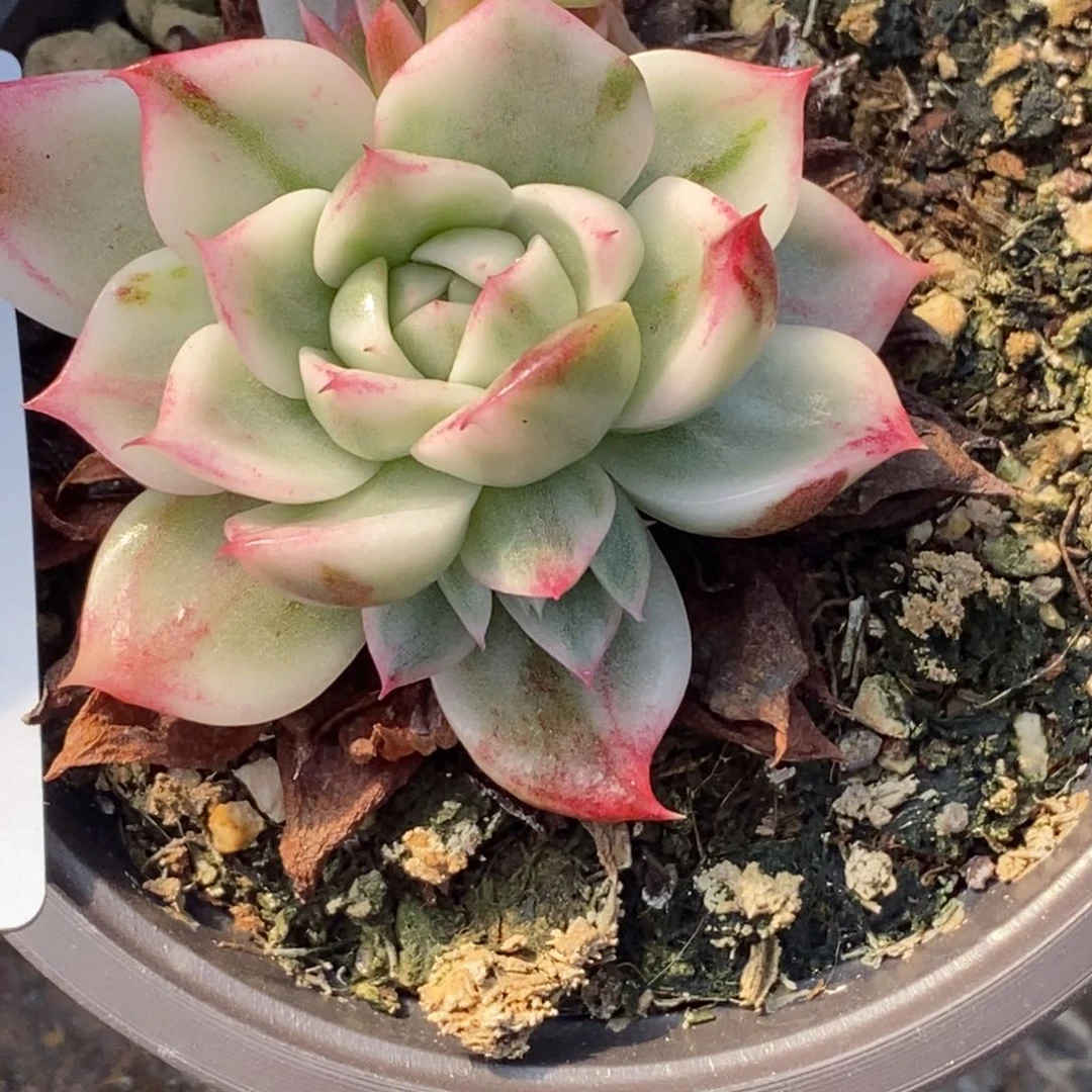 手****✨64蝴蝶飞锦 小方花圃一物一拍