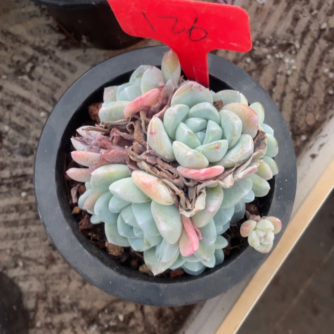 126号冰玉多头群人