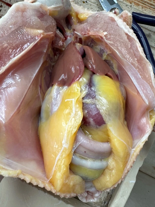 超值新鲜大山农村土鸡稻谷青菜喂养1年以上真土鸡 包冰率不含冰