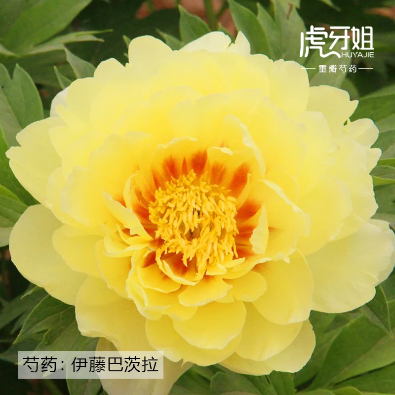 【伊藤巴茨拉】裸根芍药包对版-庭院阳台花卉重瓣大花黄色