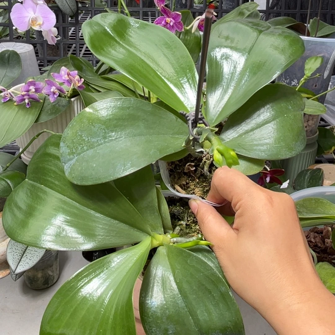 深****大部分开放少量花苞2棵