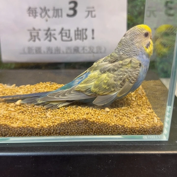 虎皮鹦鹉小头金彩鹦鹉