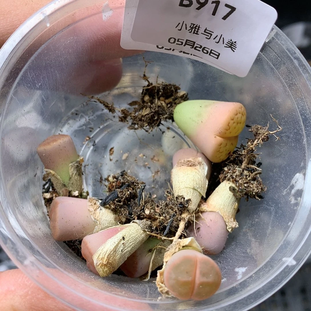 B917但仍然是多肉植物保护