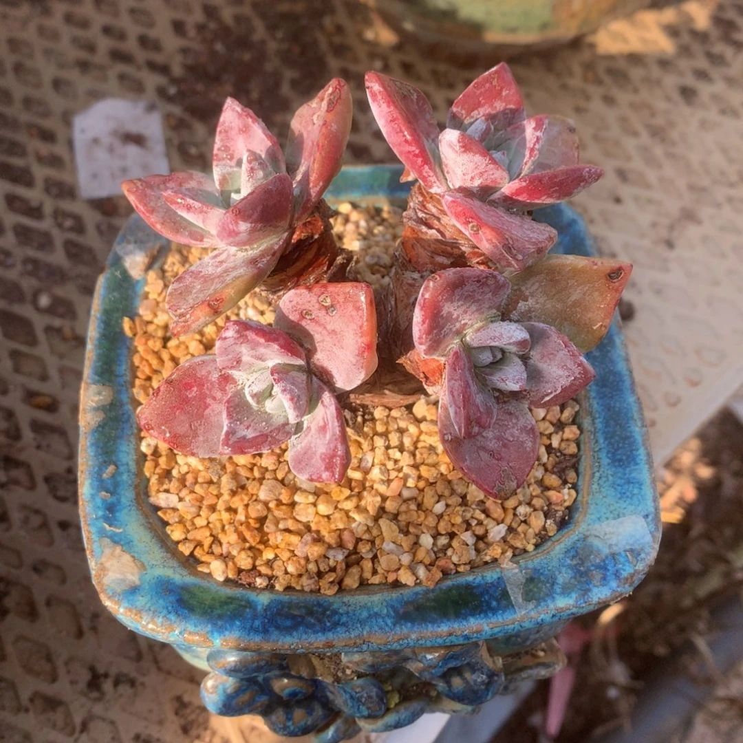 1683泡西弗洛拉仙女杯