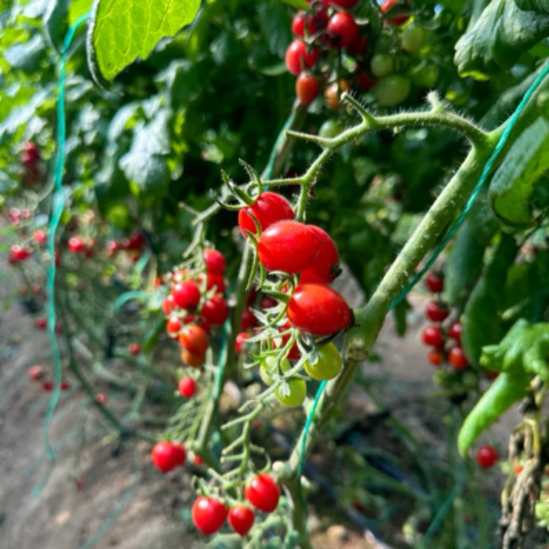 平度釜山88/青甜小番茄【自然成熟、超甜爆汁】顺丰包邮