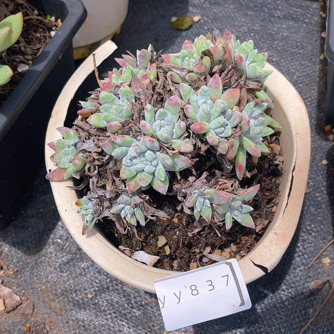 老桩仙女杯yy837