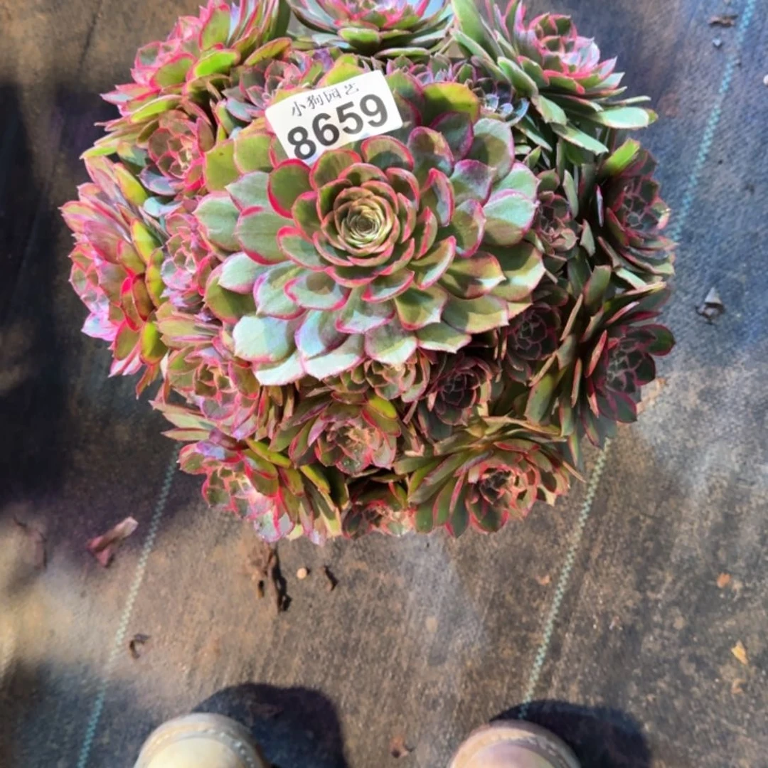 啊*粉花妖多肉植物8659