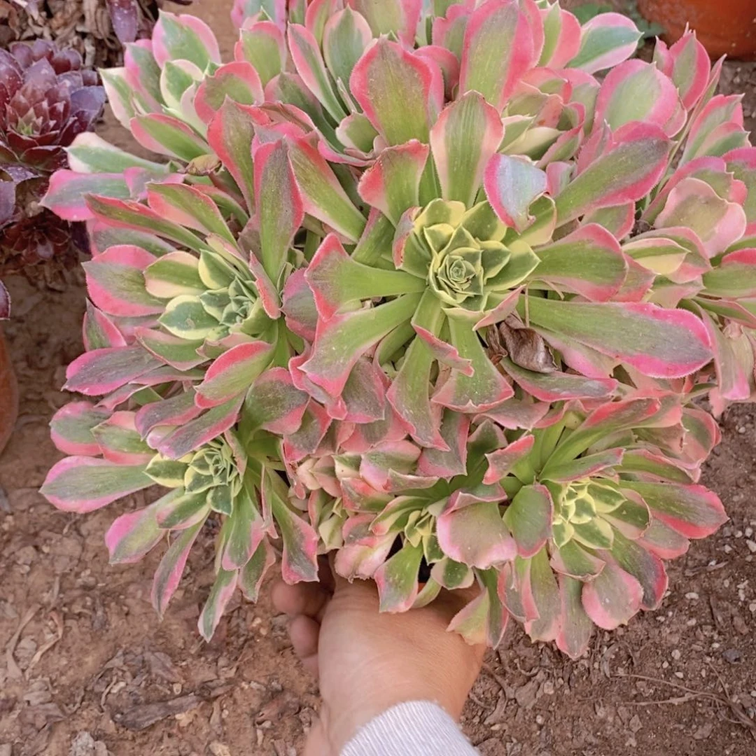 736 号一物一拍多肉植物