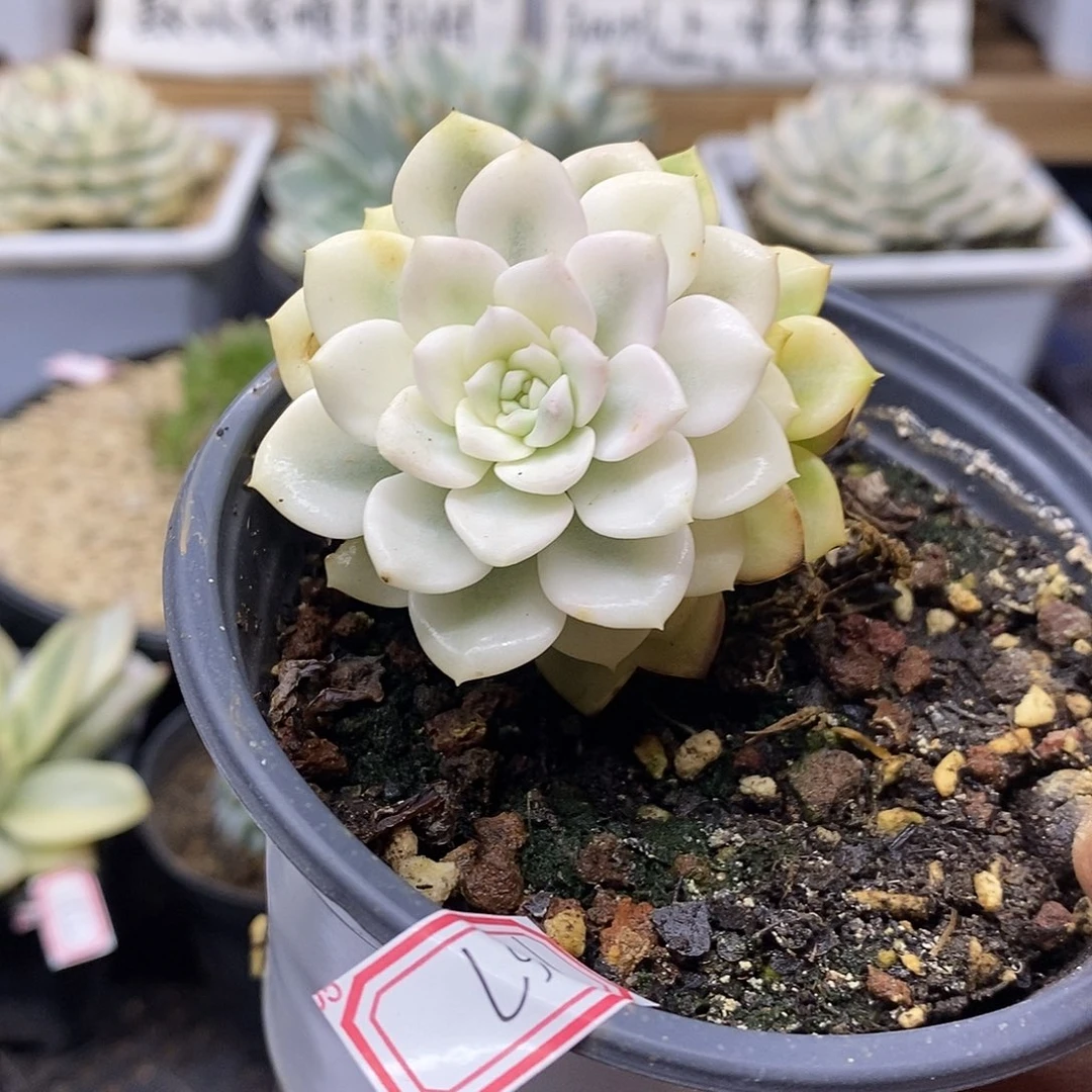 22167 粉布偶宽覆轮锦