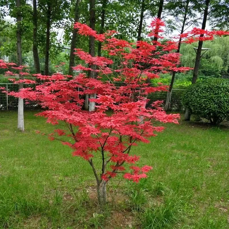 红枫树苗庭院造景植物四季美观耐寒耐旱适合阳台盆栽