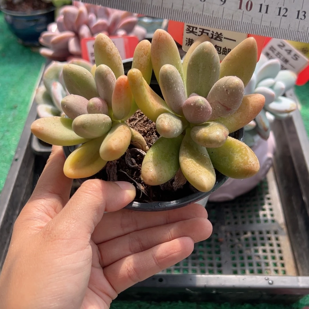 表妹精品多肉植物506.