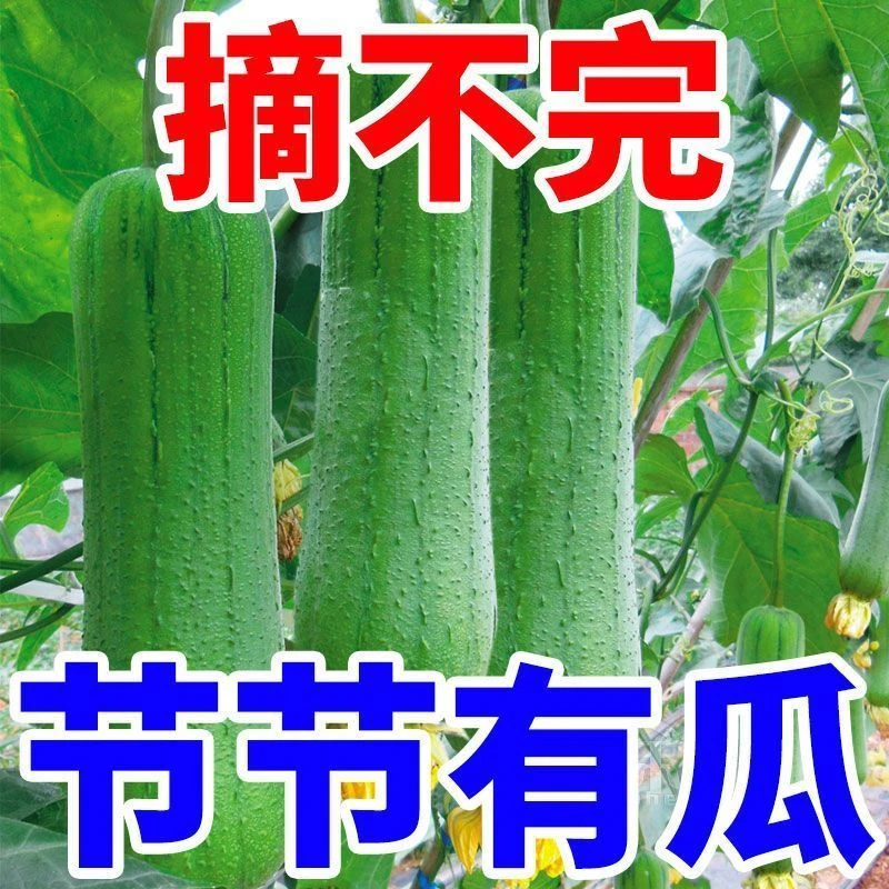 易种植】高产特大肉丝瓜种春夏秋季特长丝瓜籽农家庭院爬藤种子