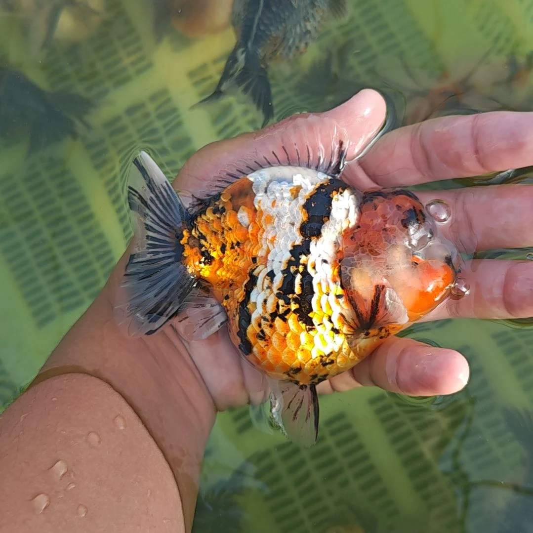 硬鳞麒麟泰狮金鱼