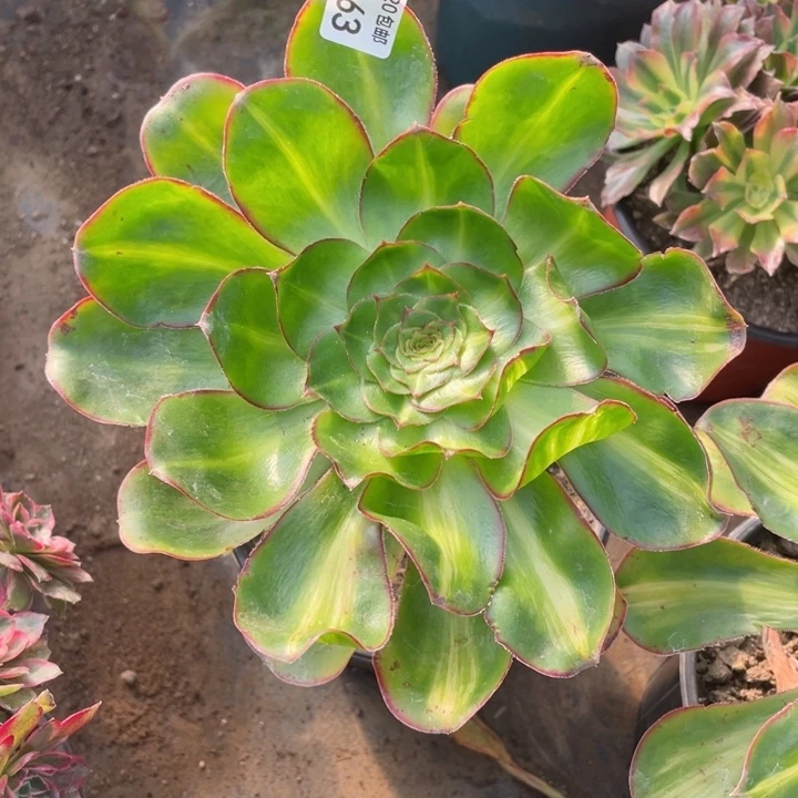 663艳资中班多肉12645678