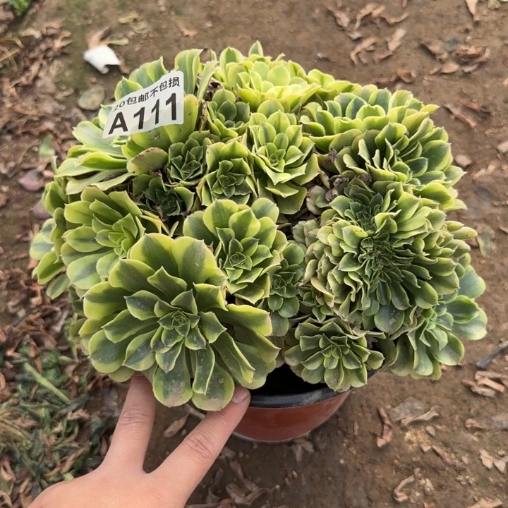 绿豆沙缀……多肉植物……