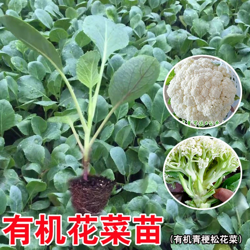 有机花菜苗青梗松花菜种苗西兰花秋冬耐寒莲花白阳台庭院种蔬菜苗