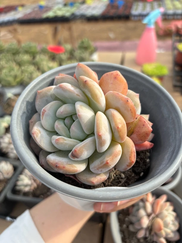 满9.9米包邮日系石榴子心影多肉植物