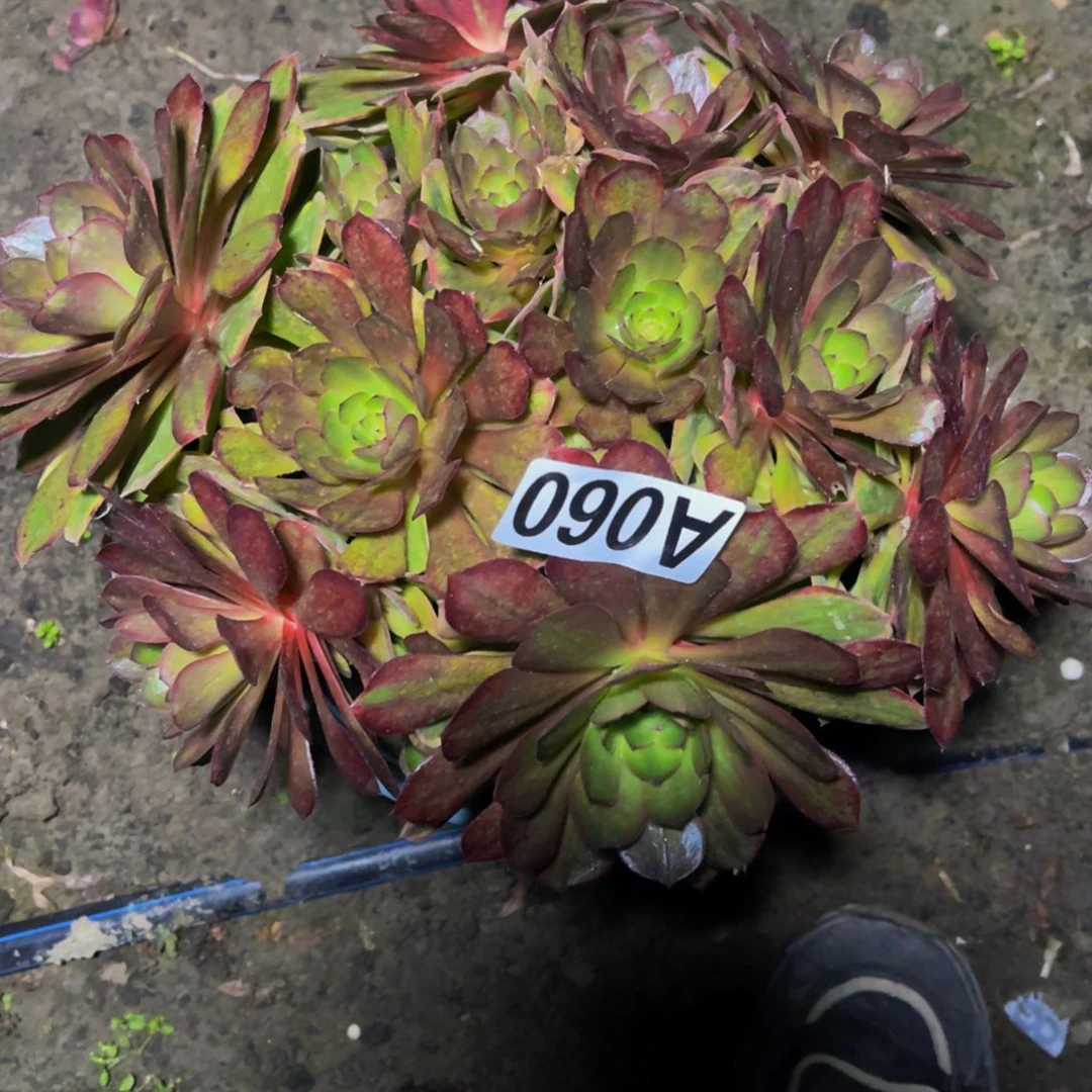 七彩万圣节16///3包邮