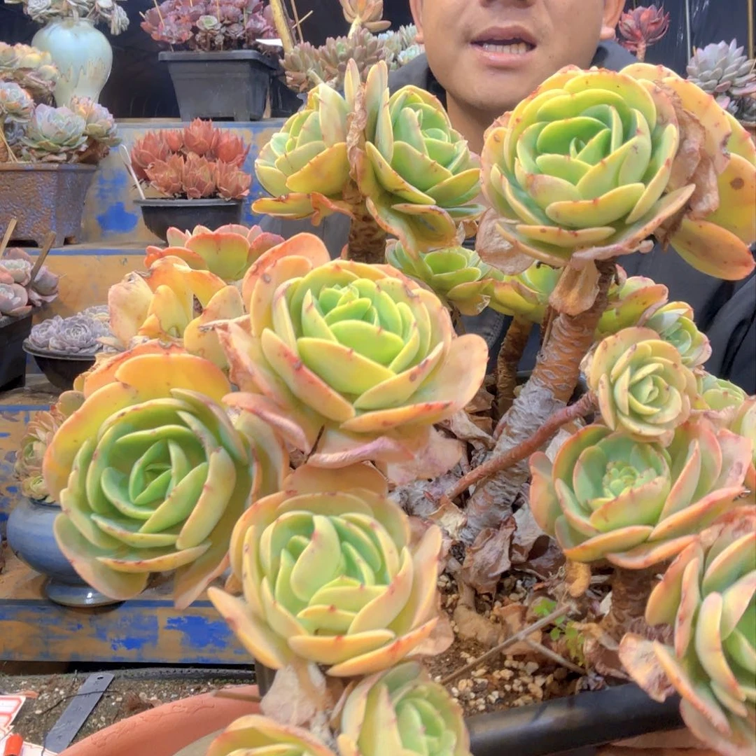 20-3 碧桃发货 111