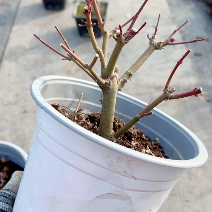 触***律无花朵枫树……枫树