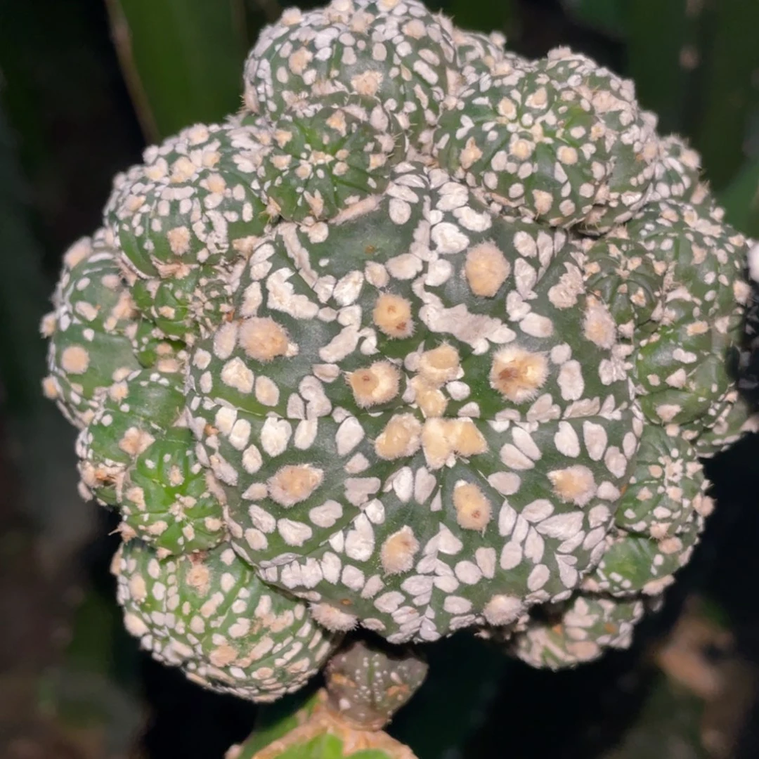 全部花朵捧花兜群体 1号