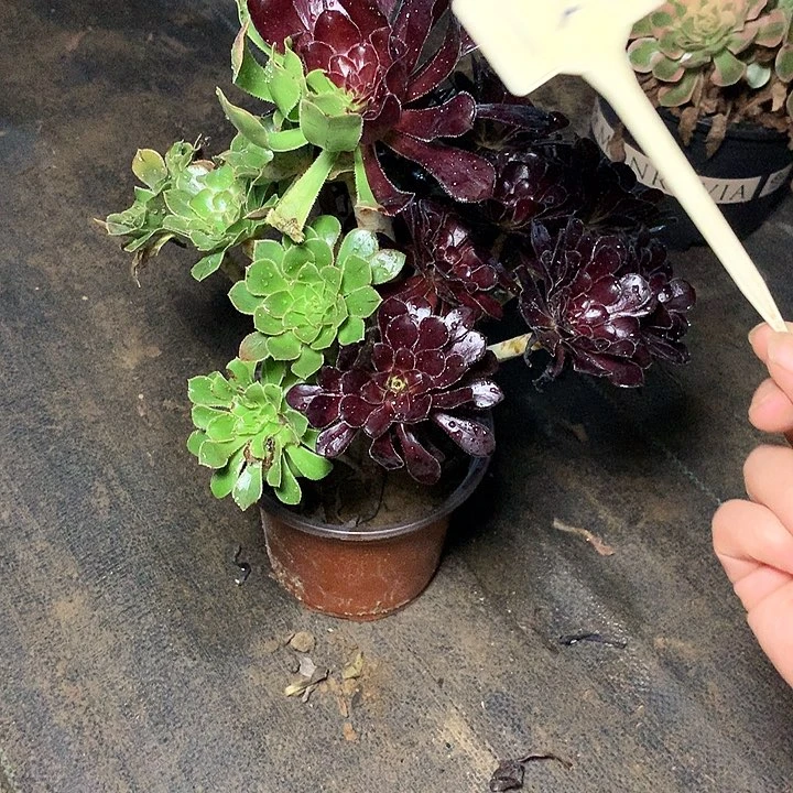 K****?多肉多肉多肉水墨丹青127