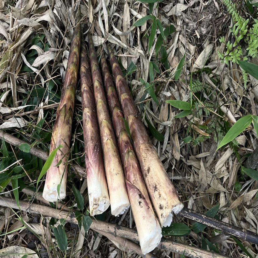 大山带收海拔2000米土特产毛壳方竹笋“头部会变黑变黄.切头新鲜”