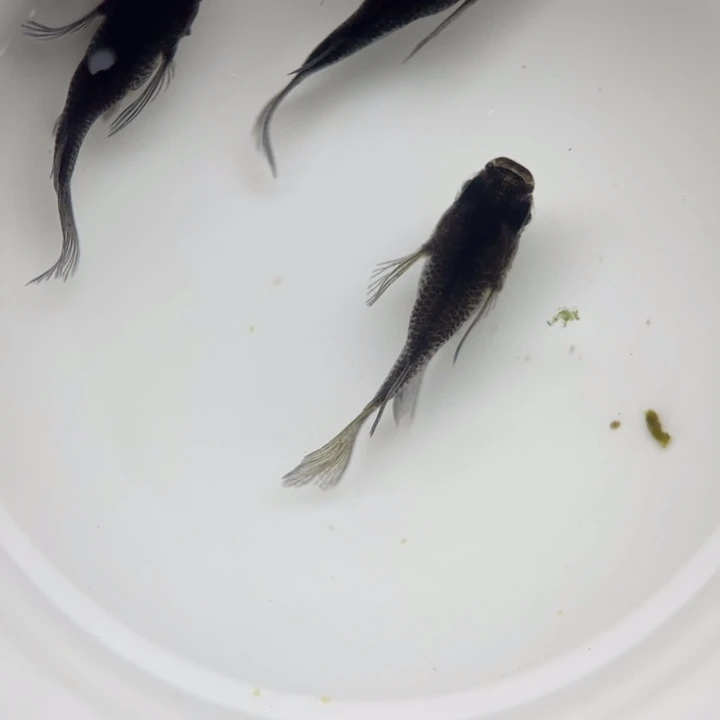 海水鱼长鳍短球，67号，母背凸点
