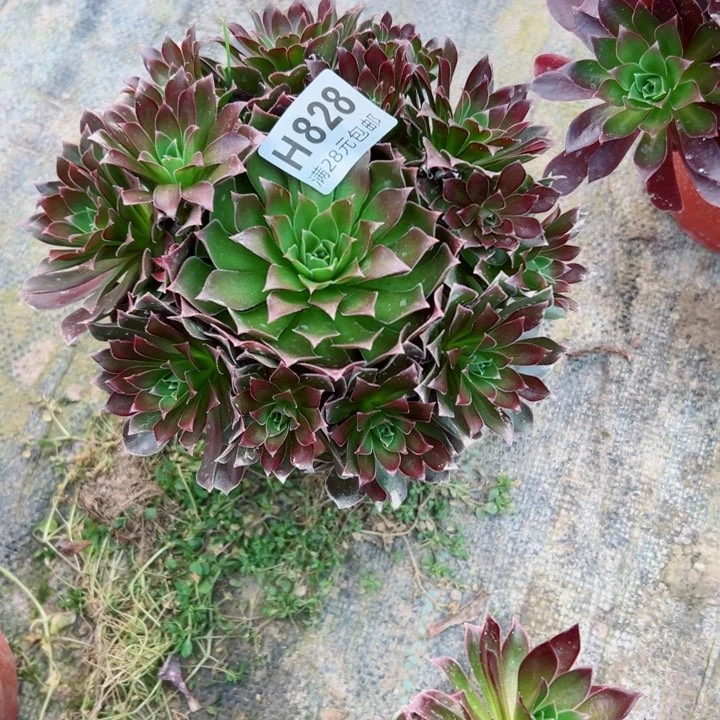 828凤凰多肉植物的