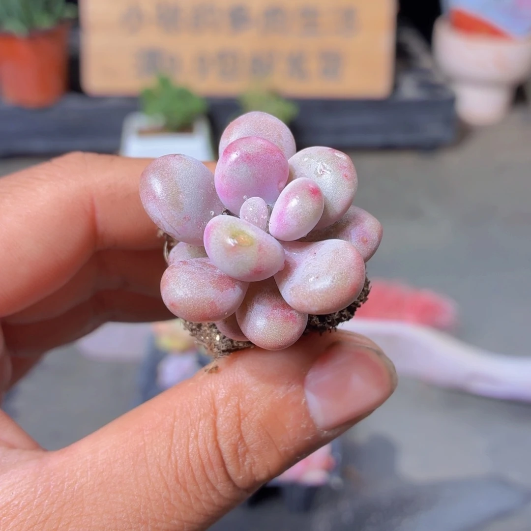 桃蛋多肉9.9包邮发货