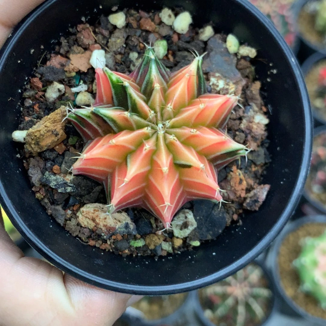仙人球米哈肋骨锦