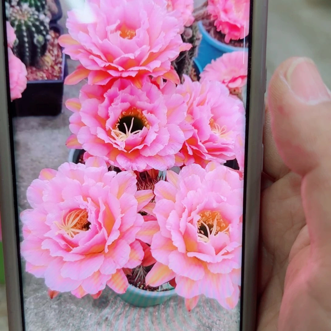 下150毛粉桃精灵歪无根侧芽5公分左右20包邮