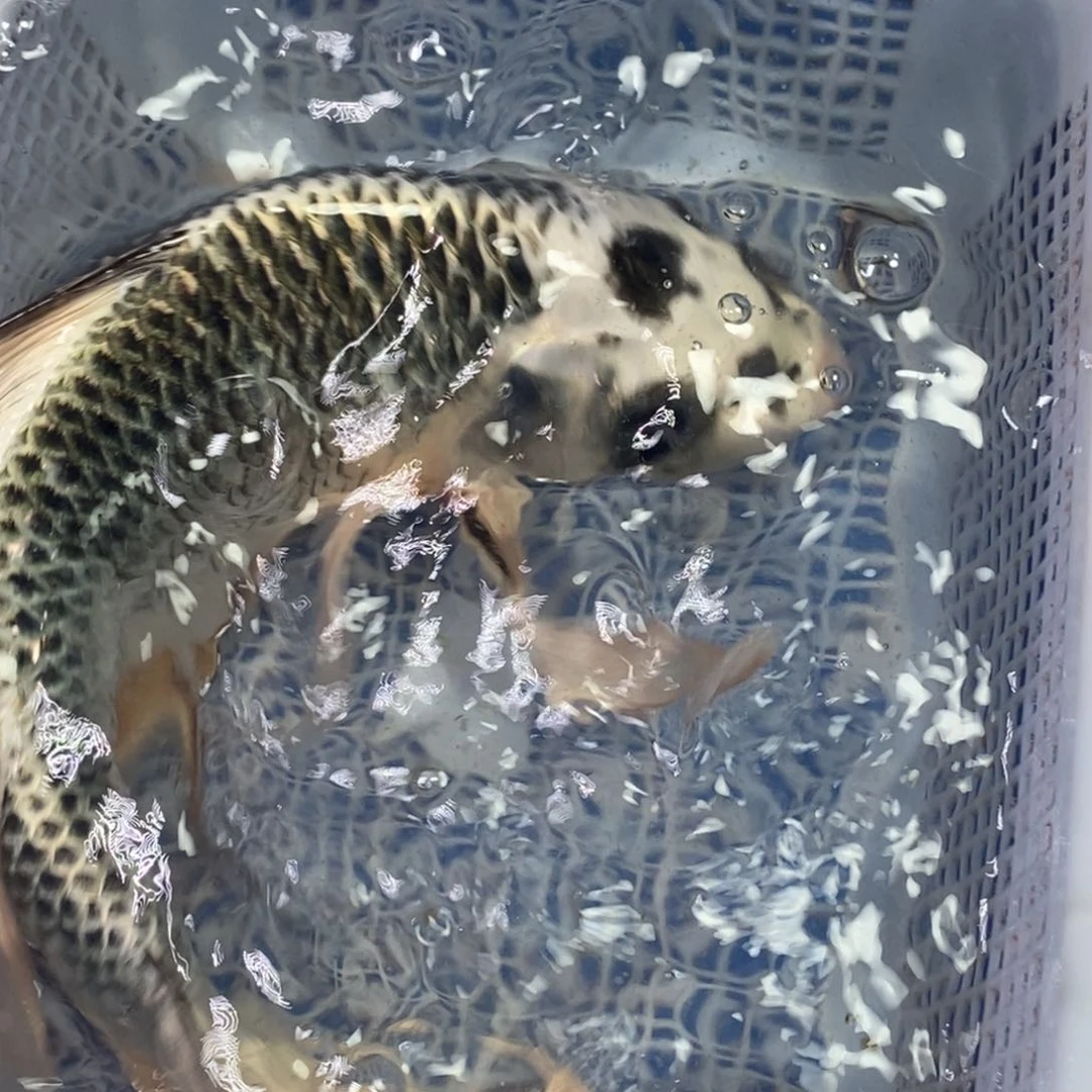 锦鲤冷水锦鲤包邮