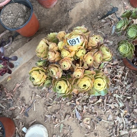 无花朵多肉植物莎拉碗091号不包断枝