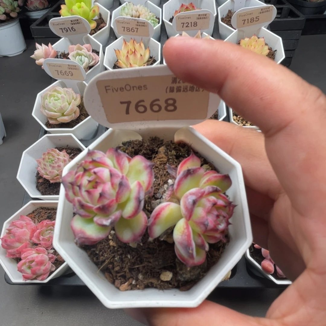 7668马赛尔4.0厘米