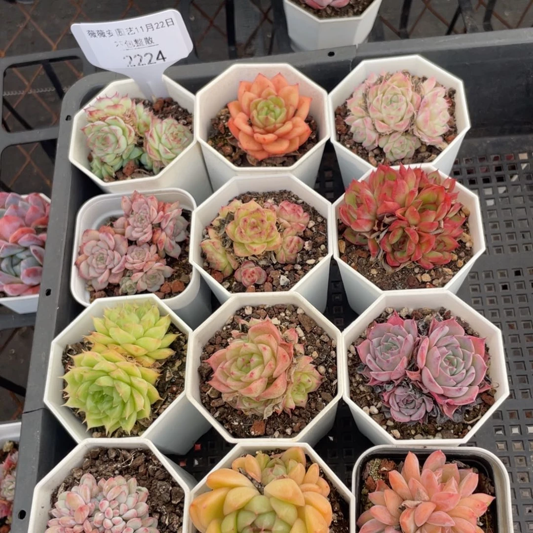 不包整散 盆子不售后2224