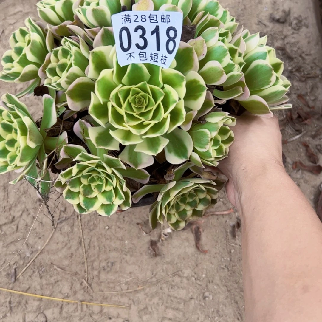 白凤多肉植物0318