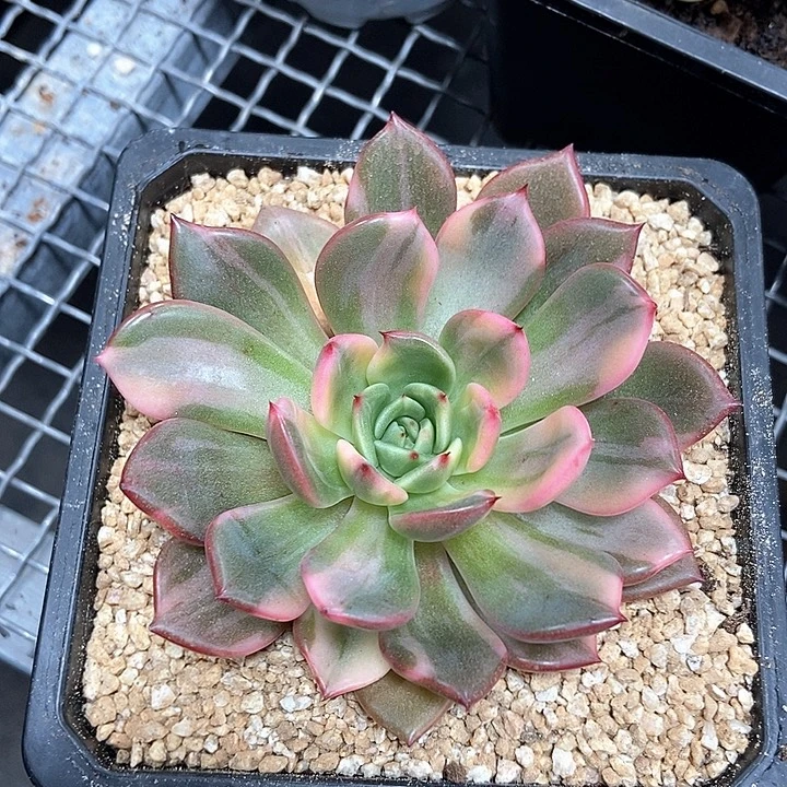 弗朗明戈锦多肉植物