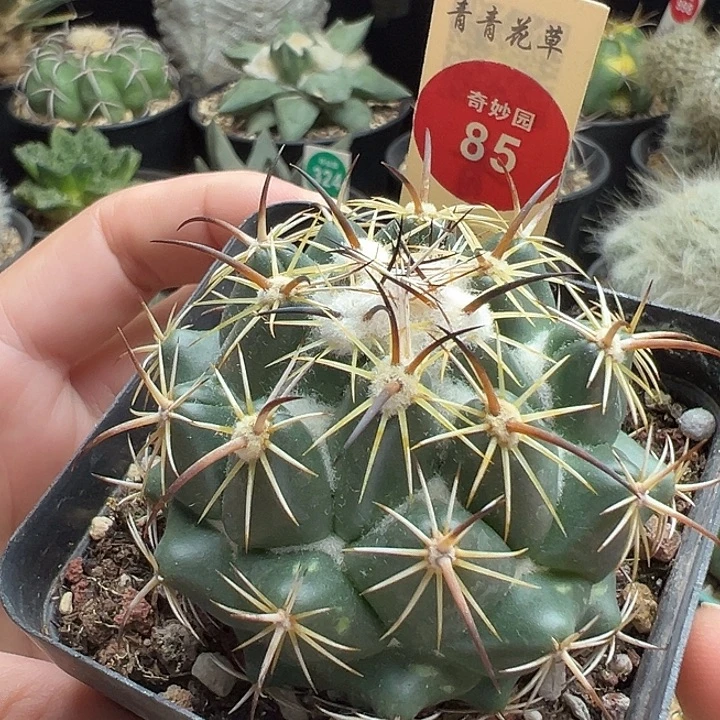 古镜丸顶花实生特价