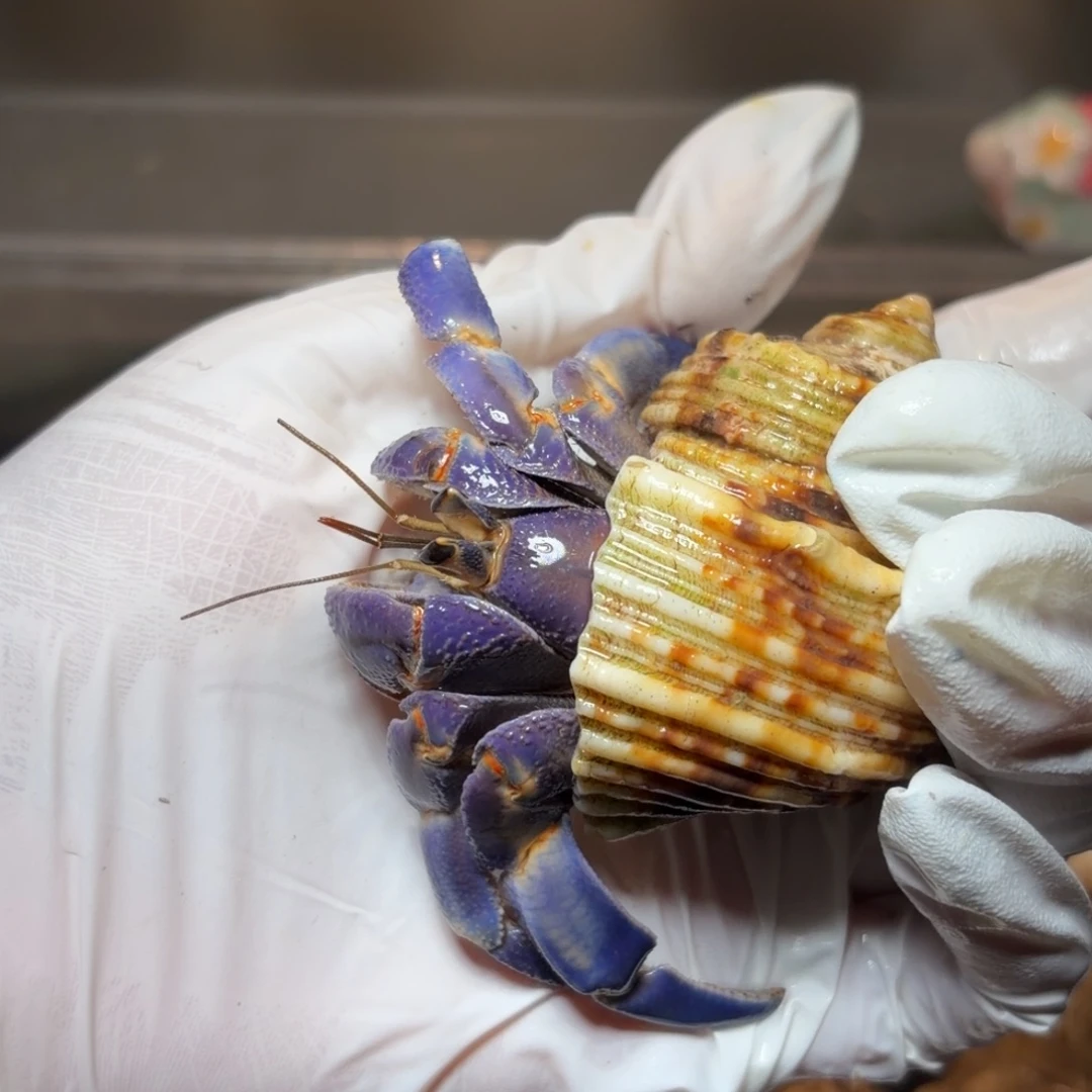 润紫紫路口径2.6口