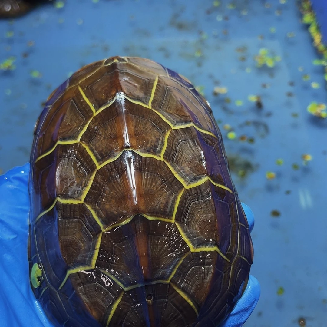 绿毛龟公苏北金线