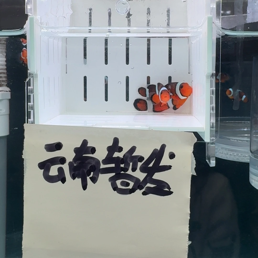 海水鱼4.5配5黑边公子一对