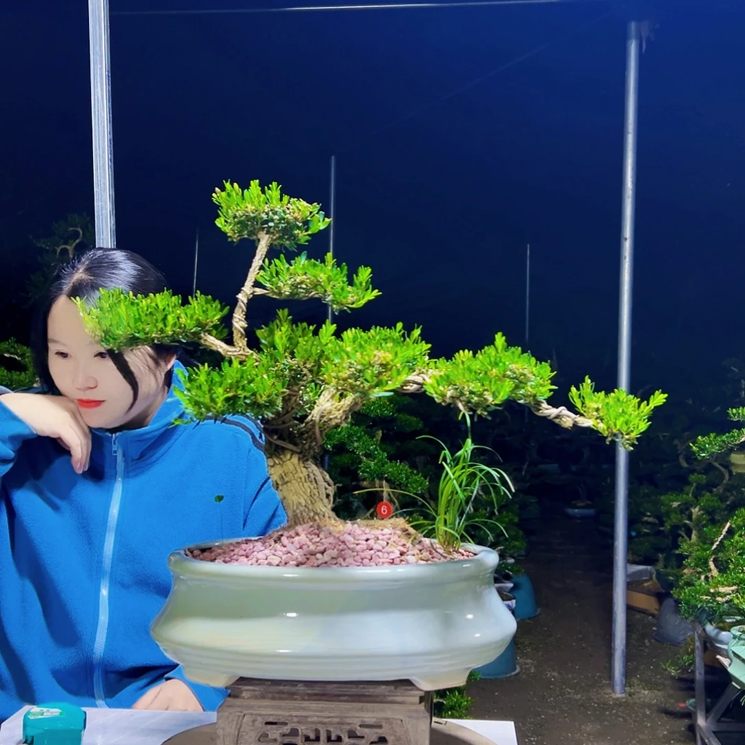 无花朵黄杨木