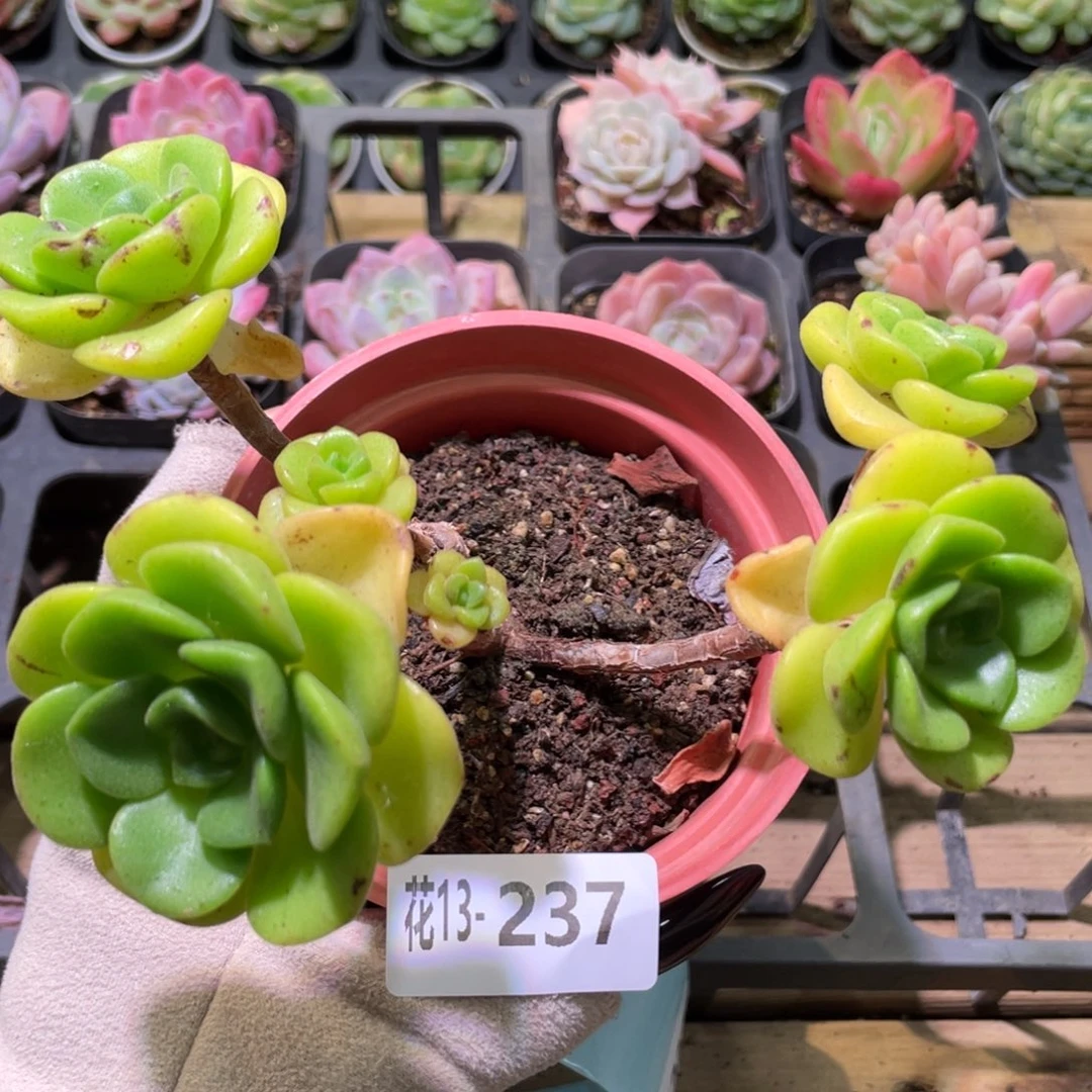 花利美13-237百合莉莉