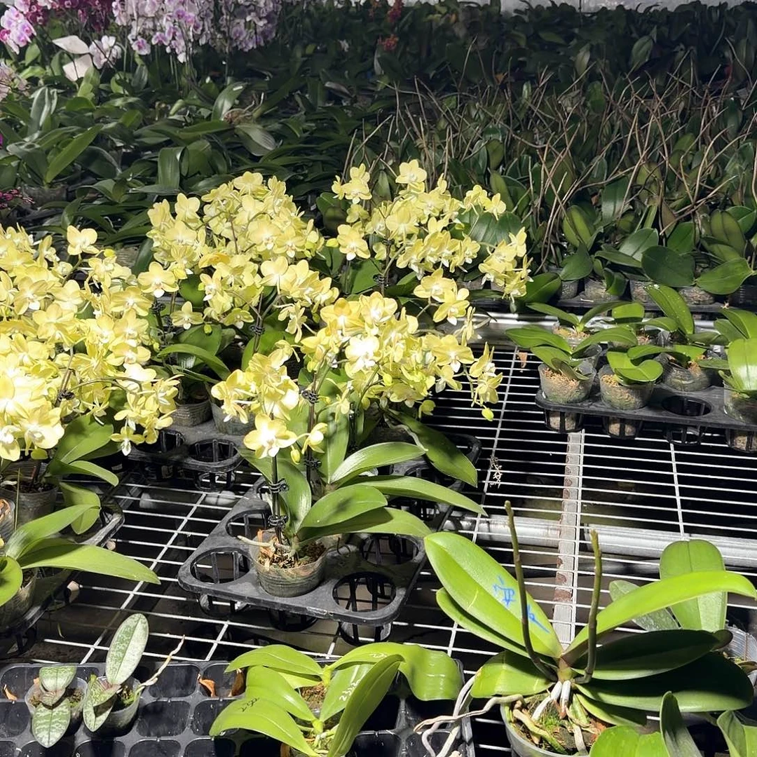 无花朵蝴蝶兰小两种肥