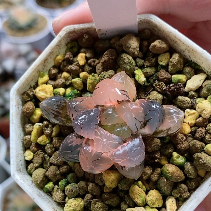 【闪购商品】14福利ob冰灯玉露锦