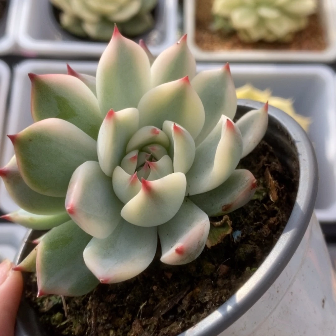 270锦锦锦锦锦锦锦锦