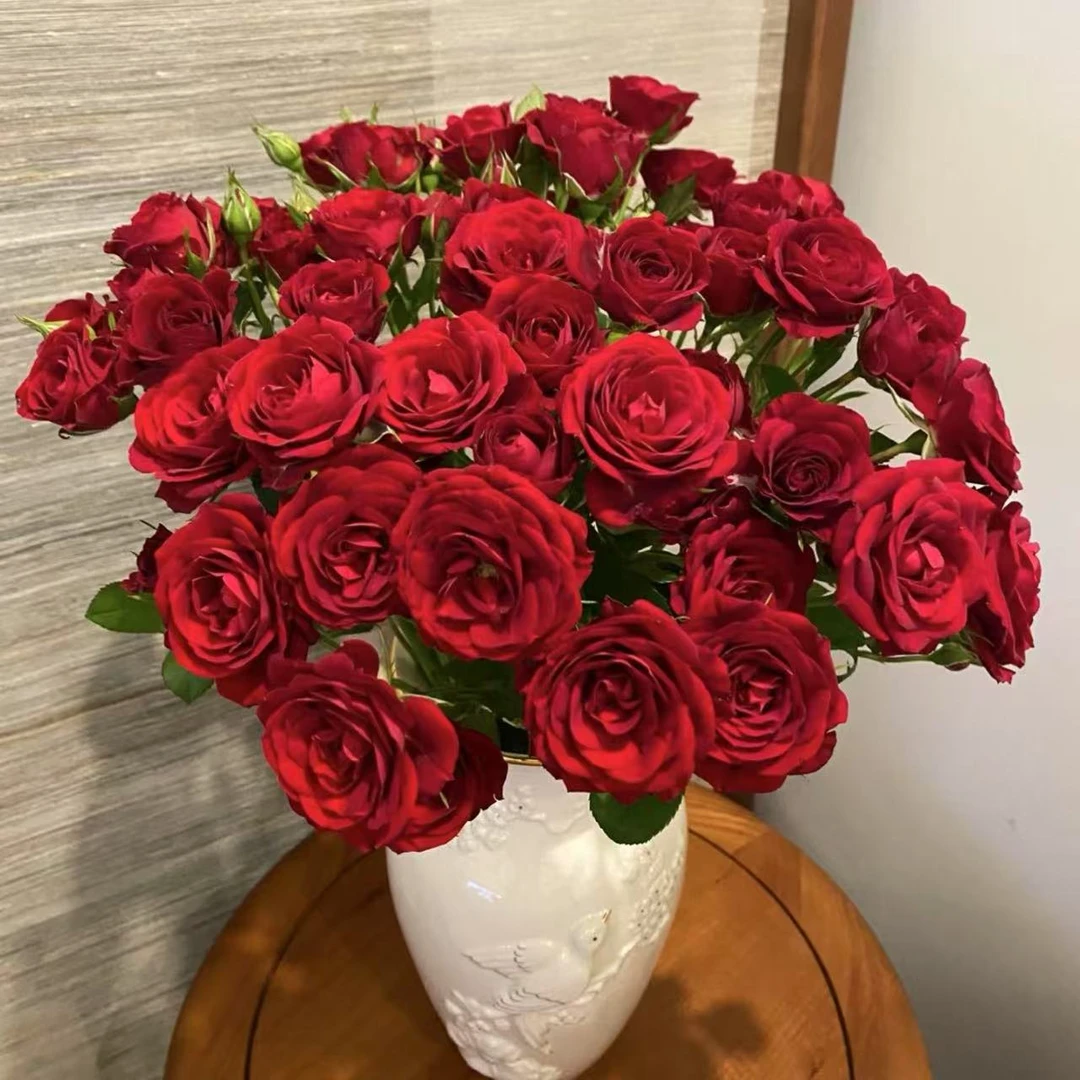 红丝绒月季花丛生盆栽花卉庭院月月开花耐晒耐寒发货快