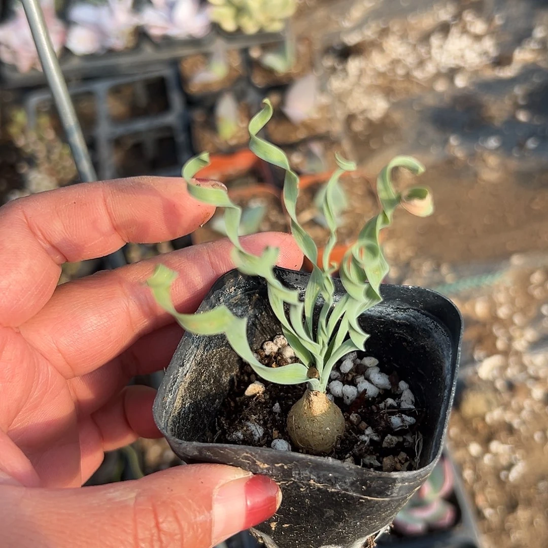 多肉植物弹簧草多肉