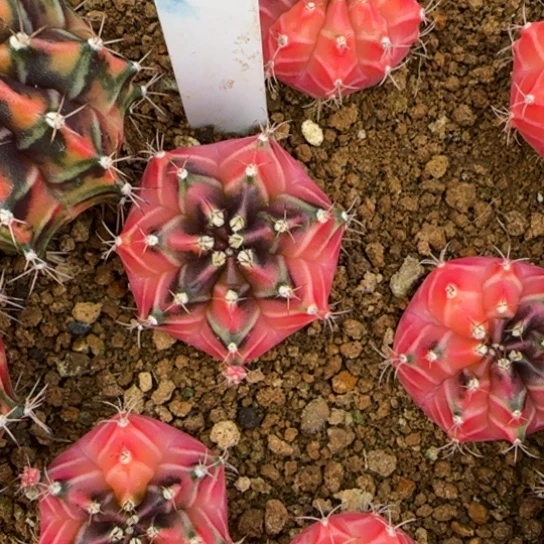 24-0121泰国发货小可爱多肉